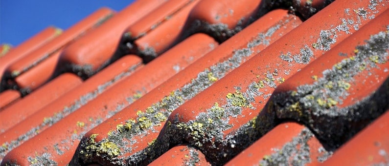 Zelf je dakpannen reinigen: stappenplan dak reinigen