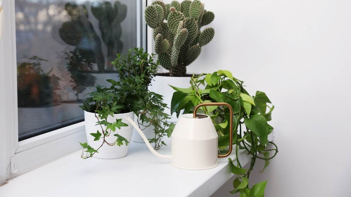 Een wit raam in pvc, langs de binnenzijde afgewerkt met een witte, diepe vensterbank. Op de vensterbank staan witte potjes met planten: twee soorten klimop en een cactus. Voor de potjes met planten staat een witte design gieter met koperkleurig handvat.